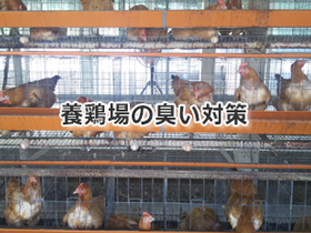 養鶏場の臭い対策