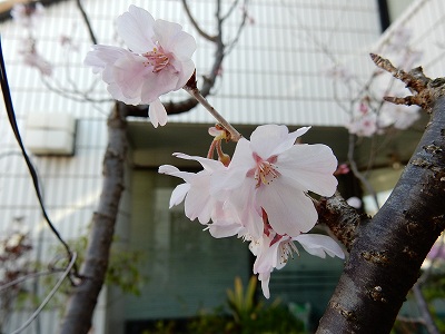 デオドールの庭 小彼岸桜 香りのブログ